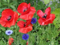 mohn