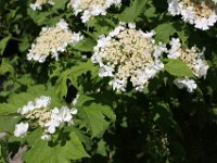 tellerhortensienbusch